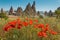 Rock formations and flowers of Cappadocia