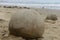 Rock formations on Moeraki Boulders beach