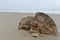 Rock formations on Moeraki Boulders beach