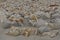 Rock formations on Moeraki Boulders beach