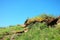 Rock formations on top of a high hill in thickets of tall rare grass