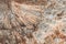 Rock with fossil coral texture as an abstract background