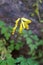 Rock fumewort or yellow corydalis (Corydalis lutea or Pseudofuma