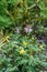 Rock fumewort yellow corydalis with fern in spring garden