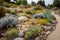 rock garden with drought-tolerant and native plants