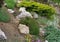 A rock garden with dwarf bushes and rock plants, close up