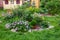 Rock garden flowerbed with red thunberg barberry, thuja danica aurea, blue star juniper, astilbe, lilac petunia, Festuca and other