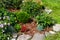 Rock garden flowerbed with red thunberg barberry, thuja danica aurea, blue star juniper, astilbe, lilac petunia, Festuca and other