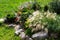 Rock garden flowerbed with red thunberg barberry, thuja danica aurea, blue star juniper, astilbe, lilac petunia, Festuca and other