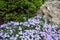 Rock garden with flowering Phlox subulata