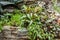 Rock garden with perennials and herbs plants