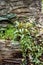 Rock garden with perennials and herbs plants