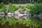 Rock Garden with Yellow Flowers Being Reflected in Water