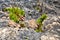 Rock gardens moss and acorns housing