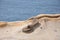 A rock having a shape of Fairy Shoe in Yehliu Geopark in a cape in Wanli District, New Taipei, Taiwan.