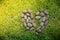 Rock heart shape on a green grasses field.