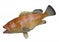 Rock Hind saltwater fish, isolated