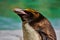 Rock Hopper Penguin