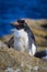 Rock Hopper Penguin on the Falkland Islands