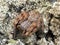 Rock Huntsman spider curled up on a rock.