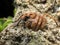 Rock Huntsman spider curled up on a rock.