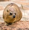 Rock hyrax