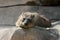 Rock Hyrax