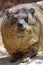 Rock Hyrax