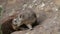 Rock hyrax basking