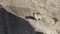 a rock hyrax basking in morning sun at serengeti national park