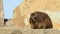 Rock hyrax basking on a rock