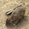 Rock hyrax on Boulders Beach