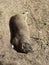 Rock hyrax on Boulders Beach