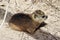 Rock hyrax on Boulders Beach