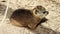 Rock hyrax on Boulders Beach