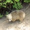 Rock hyrax on Boulders Beach