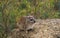 ROCK HYRAX OR CAPE HYRAX procavia capensis, ADULT ON ROCK, KENYA