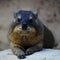 Rock Hyrax at Chester Zoo UK