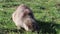 A Rock Hyrax or dassie in Boulders beach in Hermanus, South africa