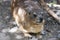 A Rock Hyrax or dassie in Boulders beach penguin colony in Cape Town, South africa