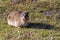 A Rock Hyrax Dassie in Hermanus, South africa