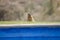 Rock hyrax dassie peers over edge of swimming pool, Namibia