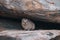 Rock Hyrax, Dassie, Procavia capensis, common in South Africa and Namibia