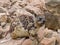 Rock Hyrax or Dassie among the rocks at Mossel Bay