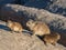 Rock Hyrax or Dassie With Young