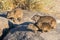 Rock Hyrax or Dassie With Young