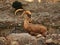 Rock hyrax in Ein Gedi national park. Israel