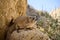 Rock hyrax, Ein Gedi National Park, Israel.