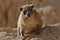 Rock hyrax in the Ein Gedi National Park in Israel. Protected wild animals forage and agile climb trees and rocks
