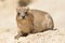 Rock hyrax in the Ein Gedi National Park in Israel. Protected wild animals forage and agile climb trees and rocks
